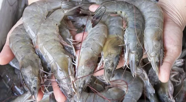 Cara Menyimpan Udang di Kulkas Tanpa Ribet